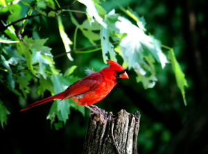 5 Great Places for Birdwatching in Driving Distance of Sterling, VA